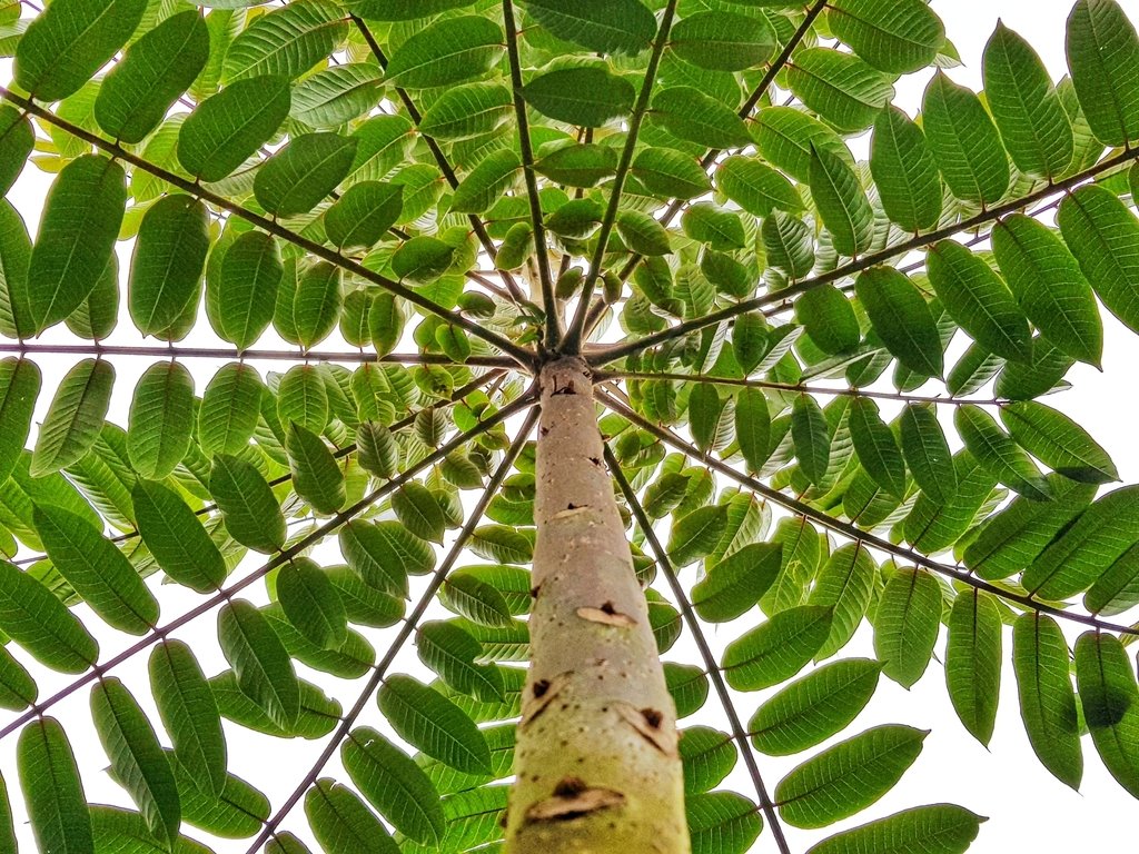 Cedro de Altura - Vista 2